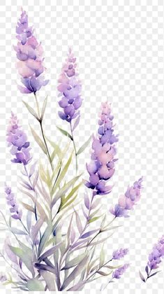 watercolor painting of purple flowers on a white background