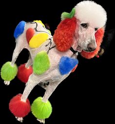 a poodle with multicolored hair standing on its hind legs