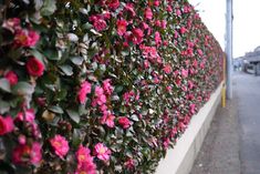 pink flowers are growing on the side of a white wall next to a parking lot