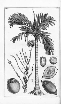 a drawing of a palm tree with fruit and leaves on it's branches, including an eggplant