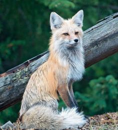 a fox sitting on the ground next to a fallen tree trunk and looking at the camera