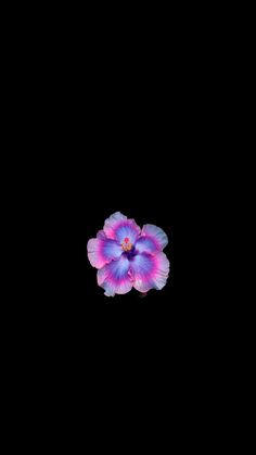 a purple flower on a black background