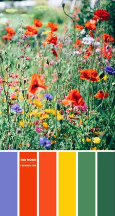 a field full of flowers with different colors