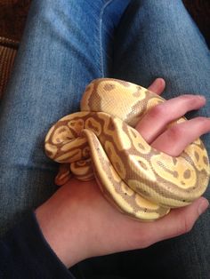 a hand holding a yellow and brown snake wrapped around it's thumb in someones lap