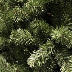 the branches of a pine tree are green