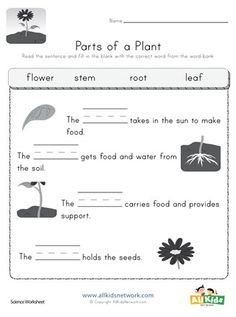 parts of a plant worksheet for kids with pictures and words on the page