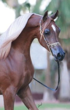 a brown horse with blonde hair walking in the grass