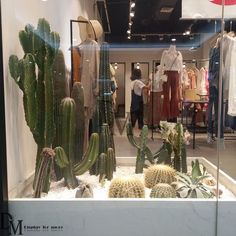 a display case filled with lots of cactus plants