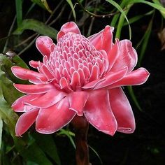 a pink flower with green leaves in the background