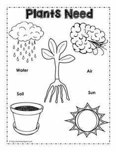 the parts of a plant worksheet for kids to learn how to draw and color