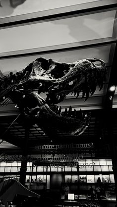 a black and white photo of a dinosaur skeleton