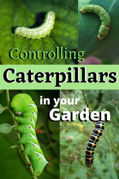 the cover of controlling caterpillars in your garden, with pictures of caterpillars