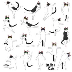 an image of a cat doing different poses