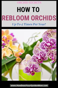 purple and yellow orchids in a green vase with text overlay reading how to reblom orchids up to 4 times per year