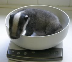 a small animal sitting in a bowl on top of a scale