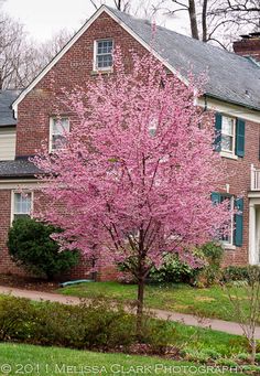 a pink tree in front of a brick house