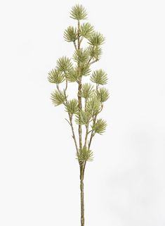 a small pine tree is shown in front of a white background