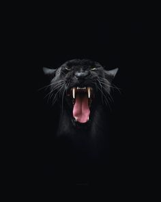 a black cat with its mouth open and it's teeth wide open in the dark