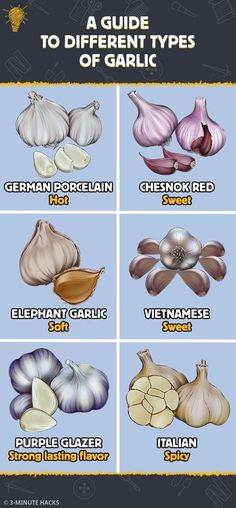 the different types of garlic are shown in this graphic style, and each type is labeled with