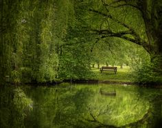 a bench sitting on the side of a river surrounded by trees