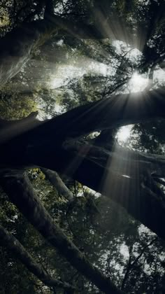 the sun shines through the canopy of a large, old tree in a forest