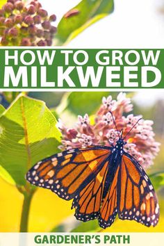 the cover of how to grow milkweed by gardener's path, featuring a monarch butterfly