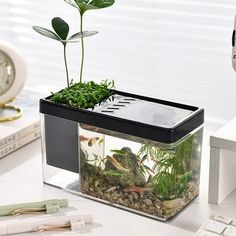 an aquarium with plants and rocks in it sitting on a desk next to a keyboard