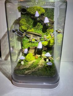 a glass container filled with moss and mushrooms