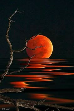 a red moon is reflected in the water near a tree branch with no leaves on it