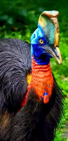 a close up of a colorful bird on the ground near grass and bushes with trees in the background