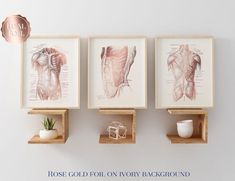 three framed muscles on wooden shelves against a white wall with text that reads, rose gold foil on ivory background