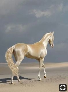 a white horse standing on top of a sandy beach next to the ocean under a cloudy sky