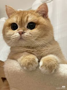 an orange and white cat sitting on top of a bed with it's paws in the air