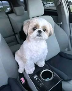 a small white dog sitting on top of a car seat in front of a camera