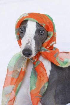 a black and white dog wearing an orange scarf