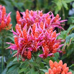 red flowers with green leaves in the background