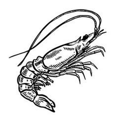 a black and white drawing of a lobster