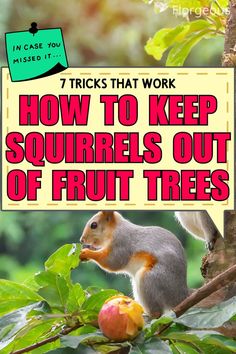 Keep Squirrels Out of Fruit Trees Squirrel Repellant, Get Rid Of Squirrels, Bird Netting, Types Of Fruit, New Fruit, Peach Trees, The Trunk, How To Protect Yourself, Delicious Fruit