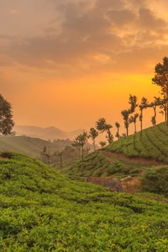 the sun is setting over some tea bushes and trees on a hill side with mountains in the background