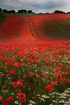 a field full of red and white flowers under a cloudy sky