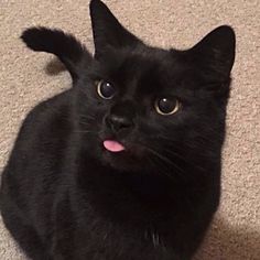 a black cat sitting on the floor with its tongue hanging out