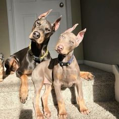 two dogs are sitting on the carpet in front of a door and one is looking up