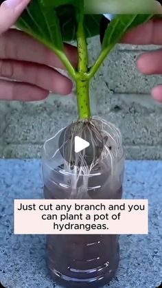 someone is holding up a plant in a plastic container with water and roots growing out of it