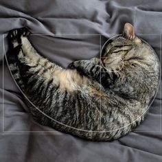 a cat laying on top of a bed next to a gray sheet with lines drawn across it