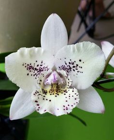 a white flower with black spots on it's center and purple stamens