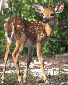 a small deer standing on top of a lush green field next to trees and flowers