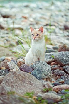 an orange and white cat sitting on some rocks