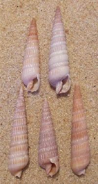 five seashells are arranged in a row on the sand