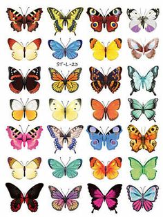 many different colored butterflies are shown in this image with the same color as each one