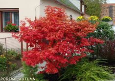 Fall color is especially effective when lit by the sun from behind. In The Fall, On Fire, The Fall, The Sun, Sun